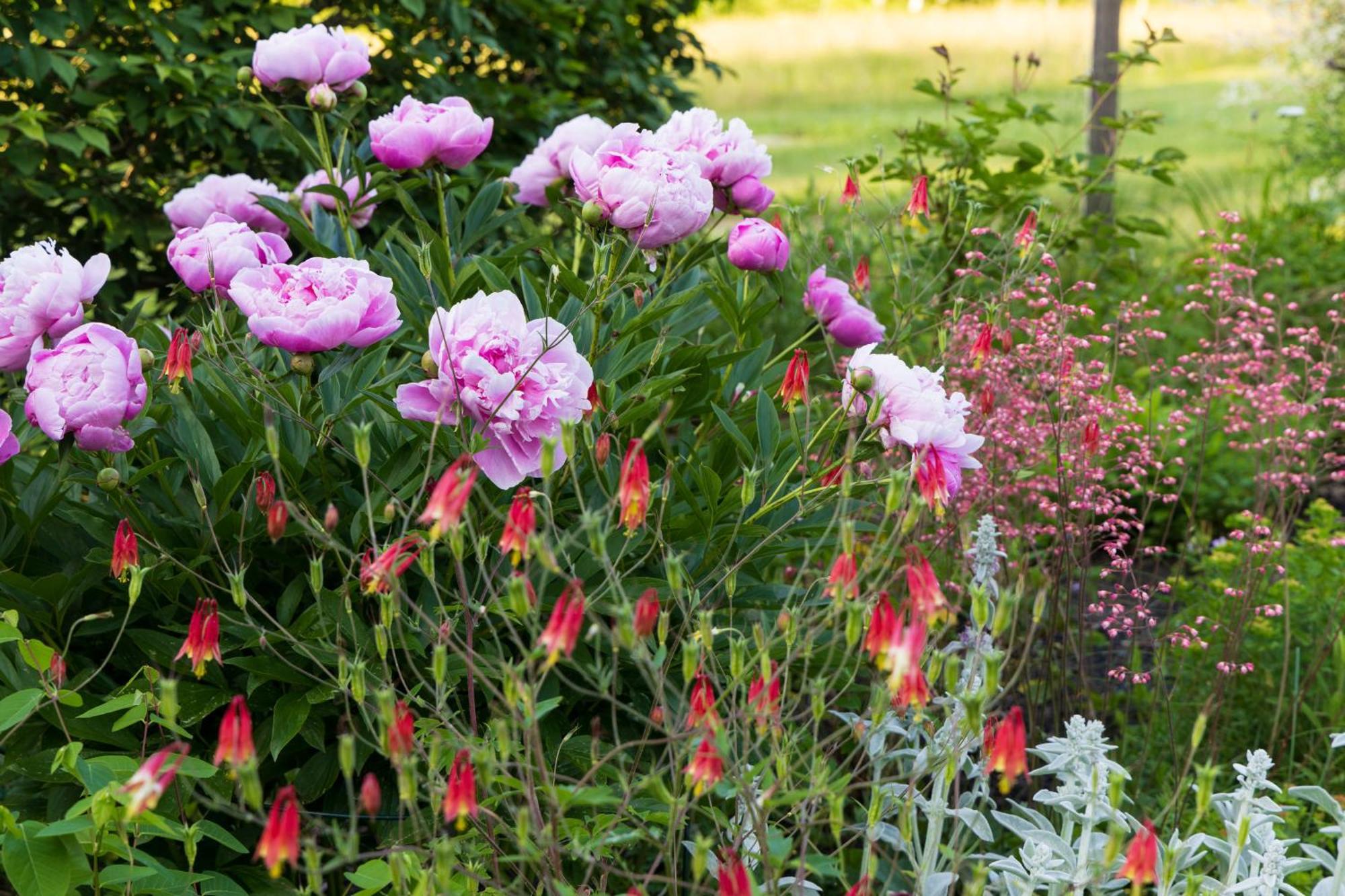 Maguire House Bed And Breakfast Ashburnham エクステリア 写真