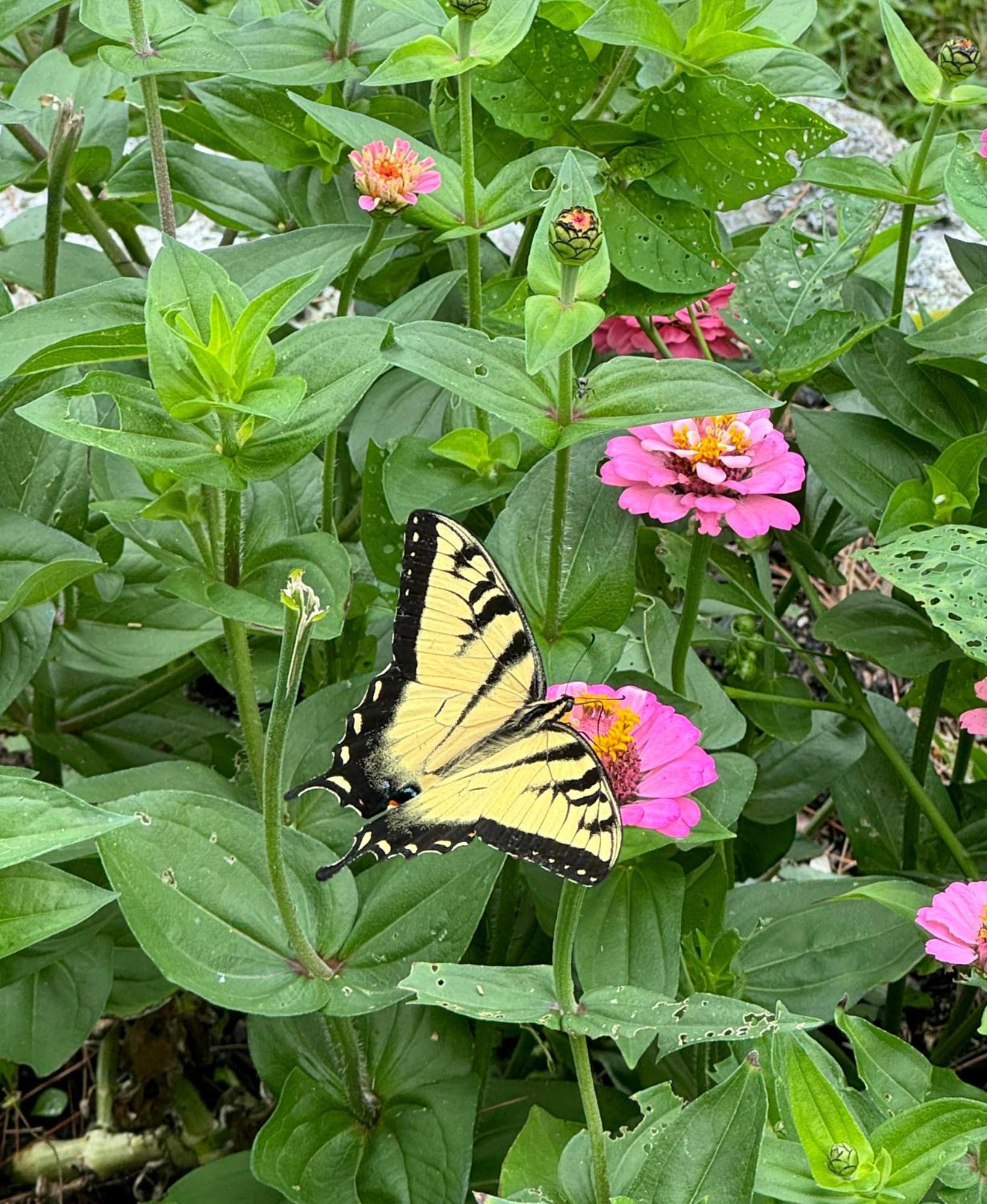 Maguire House Bed And Breakfast Ashburnham エクステリア 写真